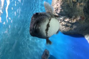 水族館に行ってきました！