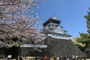 今年も見事な桜でした！