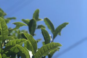 7月の青空