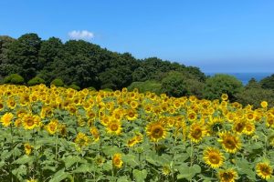 夏休み