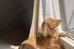 犬が可愛いです